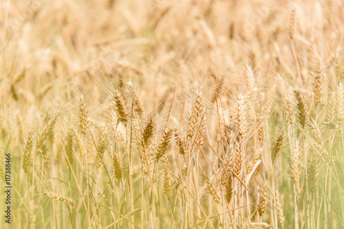 Wheat field © TinPong