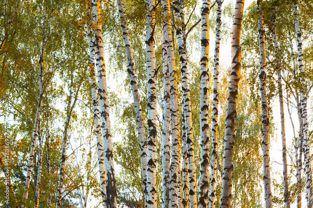 summer in birch forest