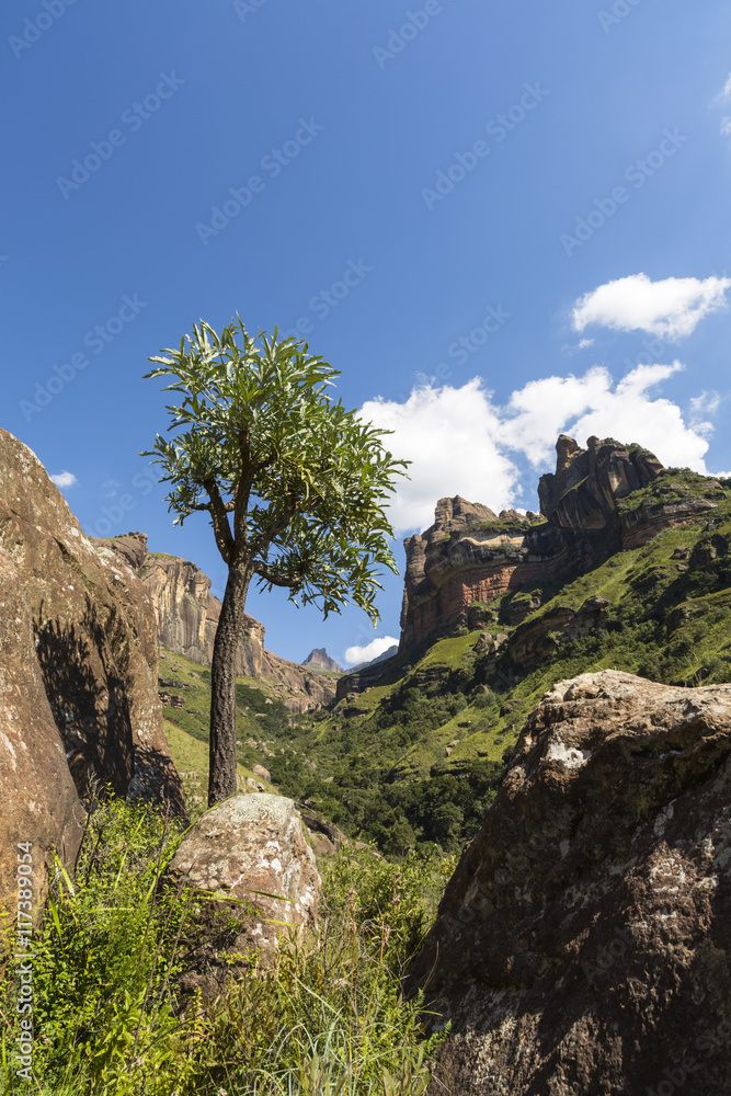 Cabbage Tree in the mountain