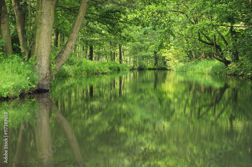 Green Forest of deciduous Trees reflecting in River, Spreewald, Germany