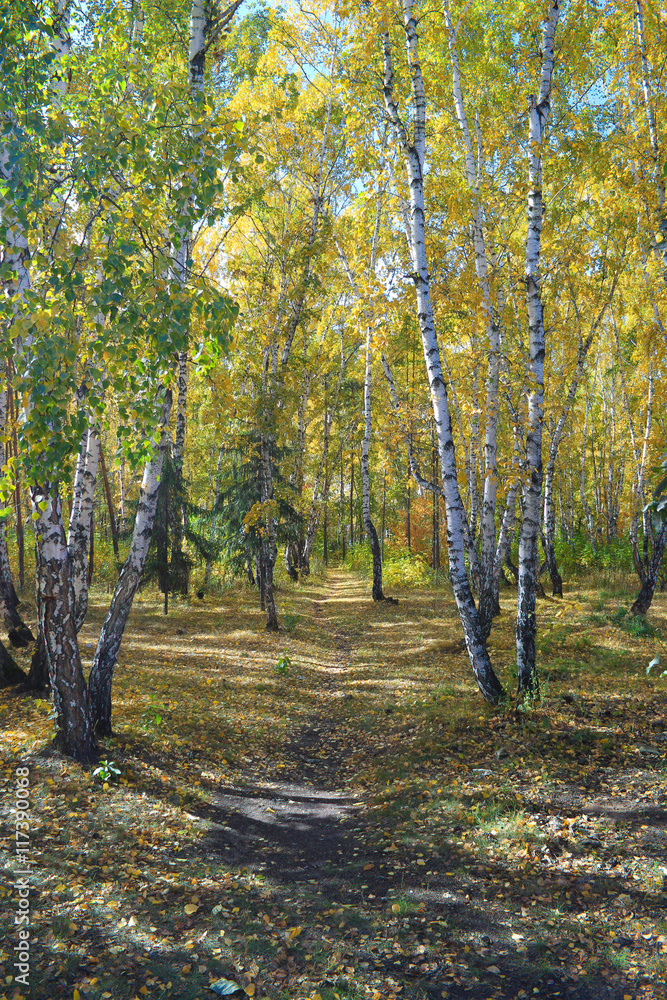 Naklejka premium Path in a birch grove. Autumn landscape.