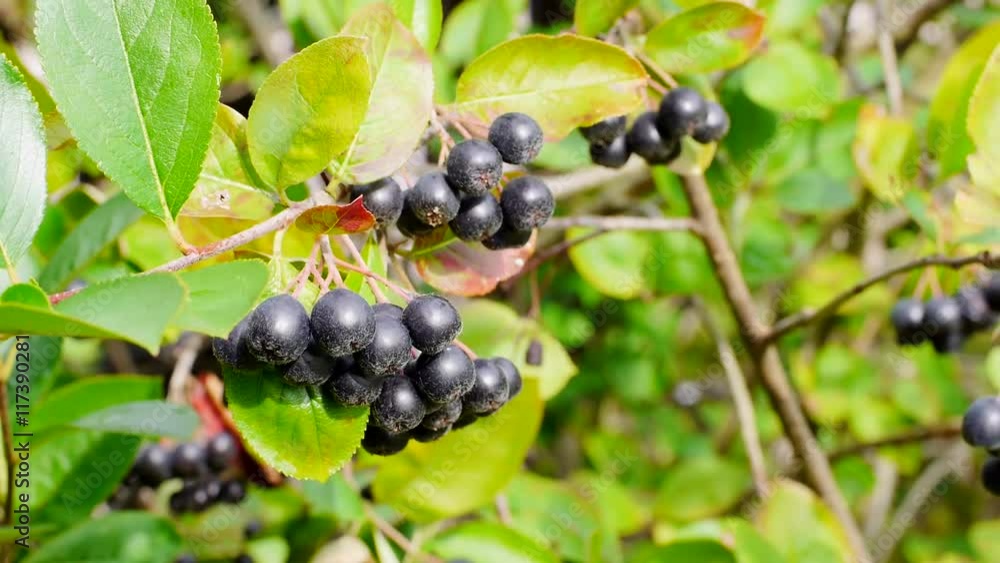 Erntereife Aroniabeeren, Apfelbeeren Erntereife Aroniabeeren, Apfelbeeren