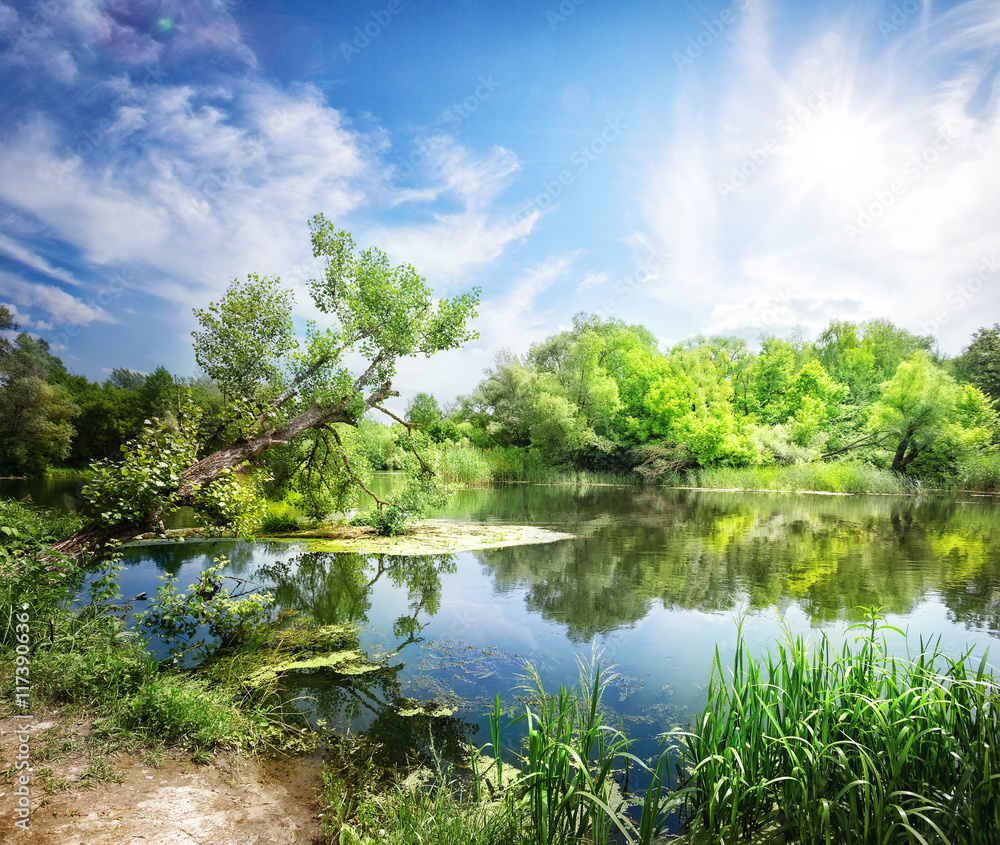 Fototapeta premium Gulf coast river with trees