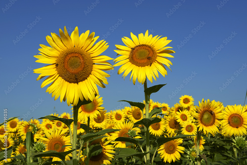 Obraz premium girasoli