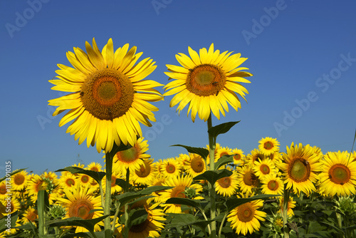 Fototapeta Naklejka Na Ścianę i Meble -  girasoli