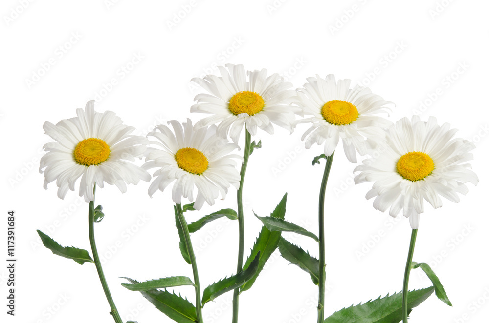 Fototapeta premium beautiful chamomiles isolated on white