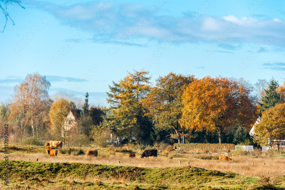 Fototapeta premium Rinder auf herbstlicher Weide