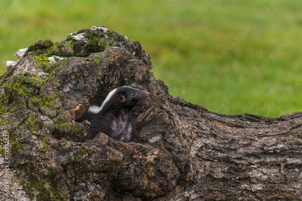 Striped Skunk (Mephitis mephitis) Looks Up Right From Log Striped Skunk (Mephitis mephitis) Looks Up Right From Log
