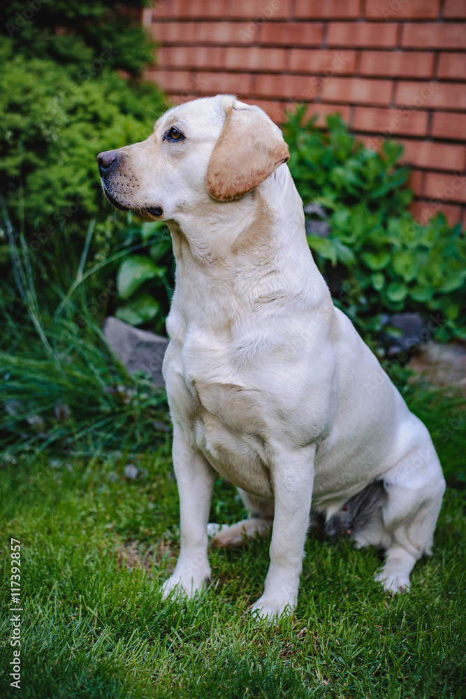 A young yellow labrador sitting on a lawn and looking away