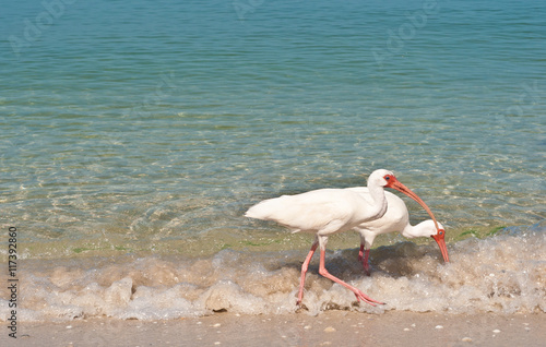 White Ibis feeding on a tropical shoreline photo