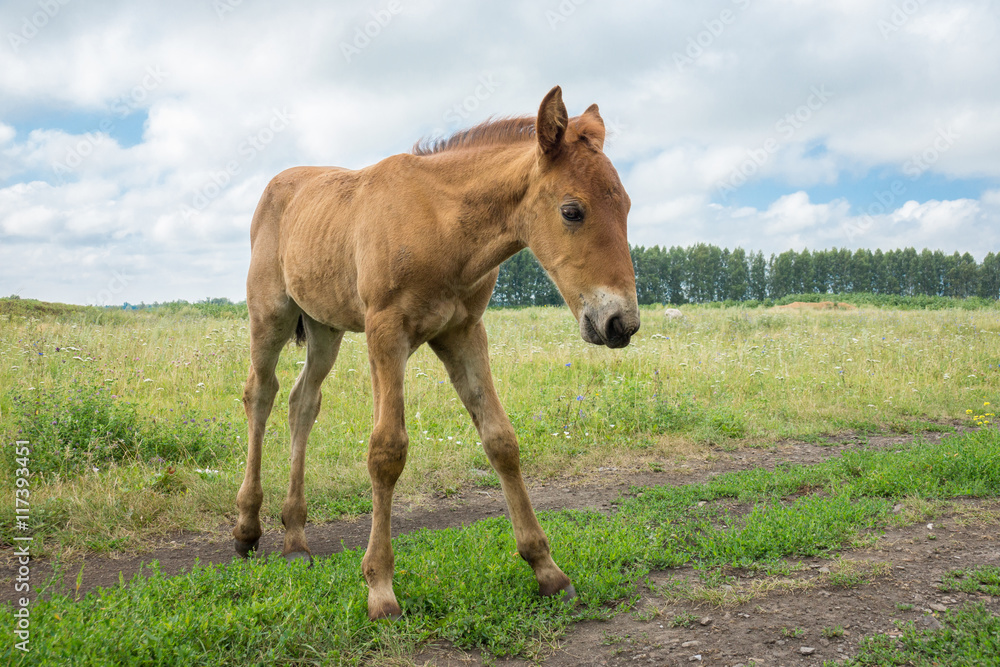 Obraz premium smiling foal in the meadow