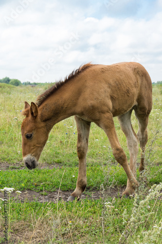 smiling foal in the meadow