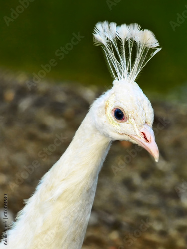 Head of White Young Peacock with Feather Crown.