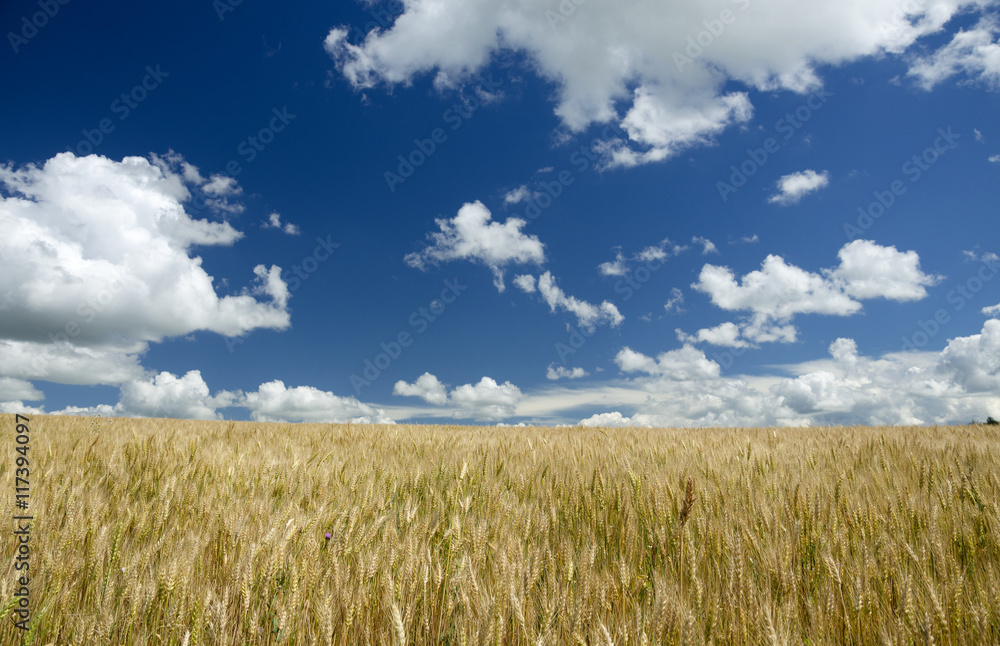 Deep blue sky over the wheat field