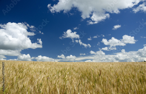 Deep blue sky over the wheat field