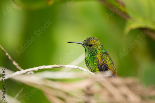 El colibrí escondido entre ramas.