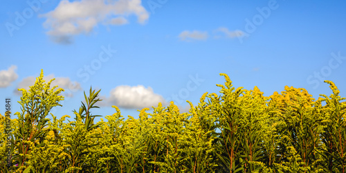 Yellow blooming Goldenrod plants from close against a blue sky