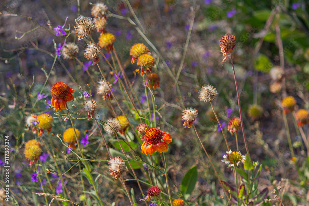 Dry wild flowers in the meadow in autumn. Nature