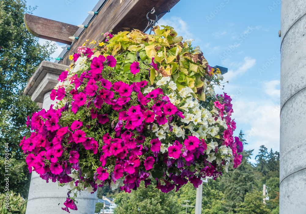 Fototapeta premium Hanging Petunia Flower Basket 2