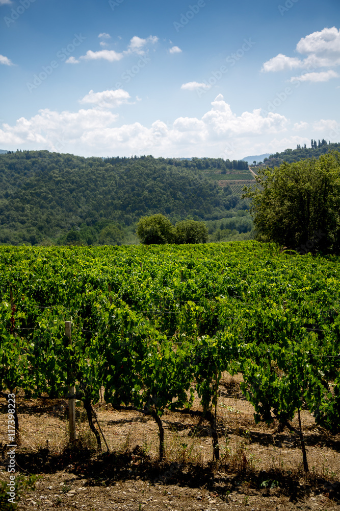 Toskana, toskanische Landschaft, Weinberge, Wein, Sangiovese, Anbau, Weinhang, Sonne, Italien, Urlaub