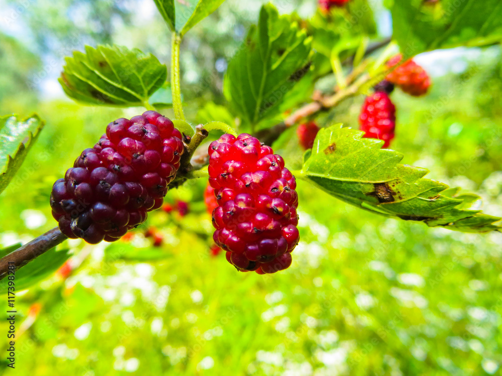 Mulberry berries on a branch Mulberry berries on a branch