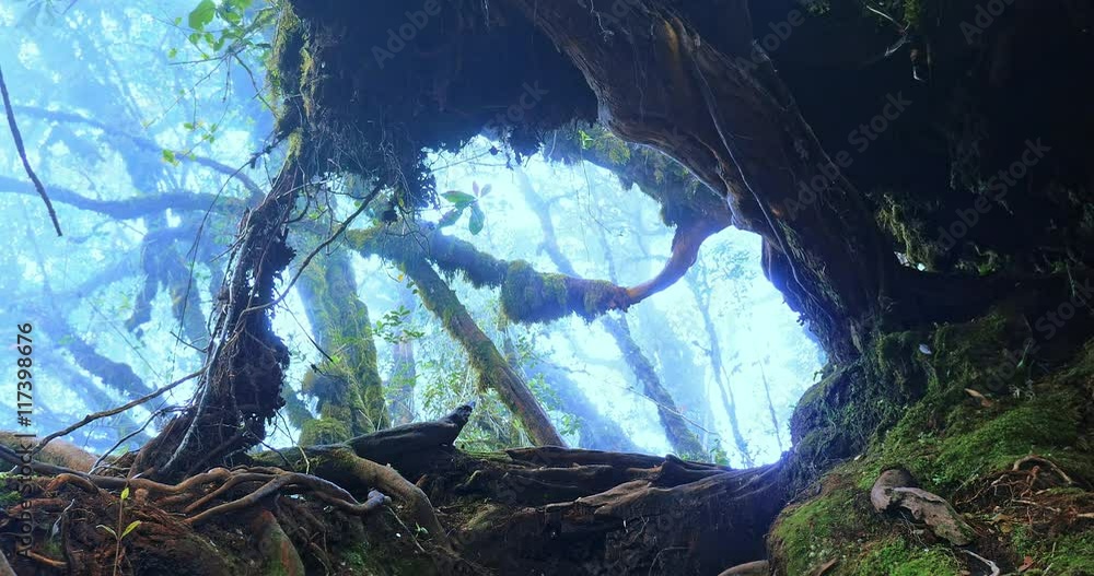 Fantasy mossy forest with clouds of mist and moist fog moving in humid climate Fantasy mossy forest with clouds of mist and moist fog moving in humid climate
