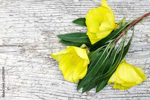 Foto Bright yellow bouquet of evening primrose (Oenothera)