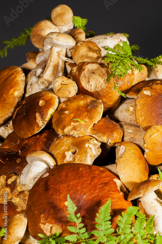 Big pile of fresh porcini mushrooms before cooking