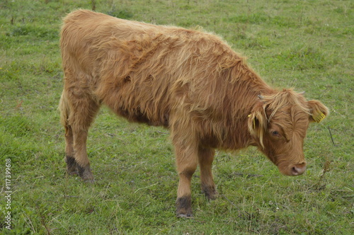 Red cow with long hair photo