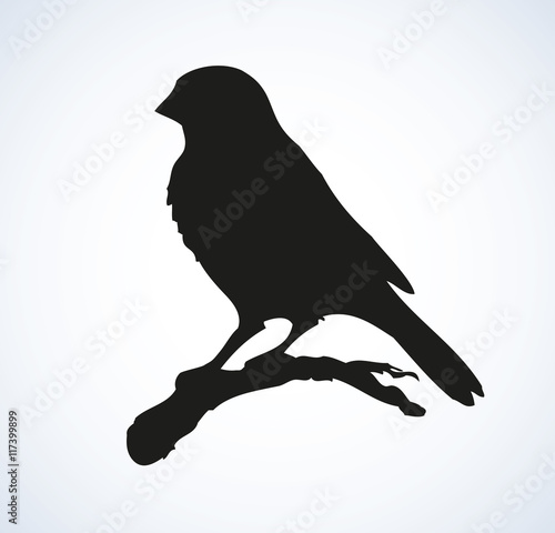 Vector drawing. Tit