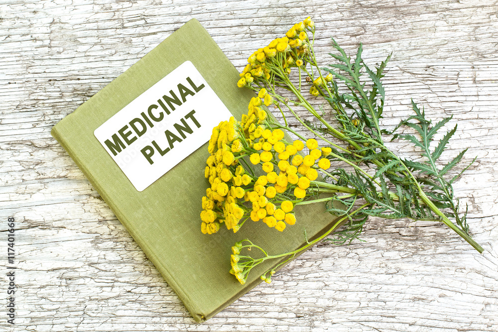 Fototapeta premium Tansy (Tanacetum vulgare) and directory medicinal plant