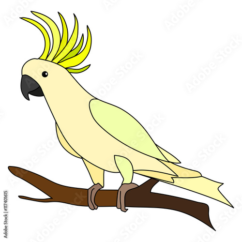 Animals Australia - cockatoo parrot