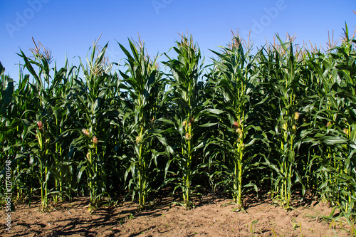 agriculture corn field