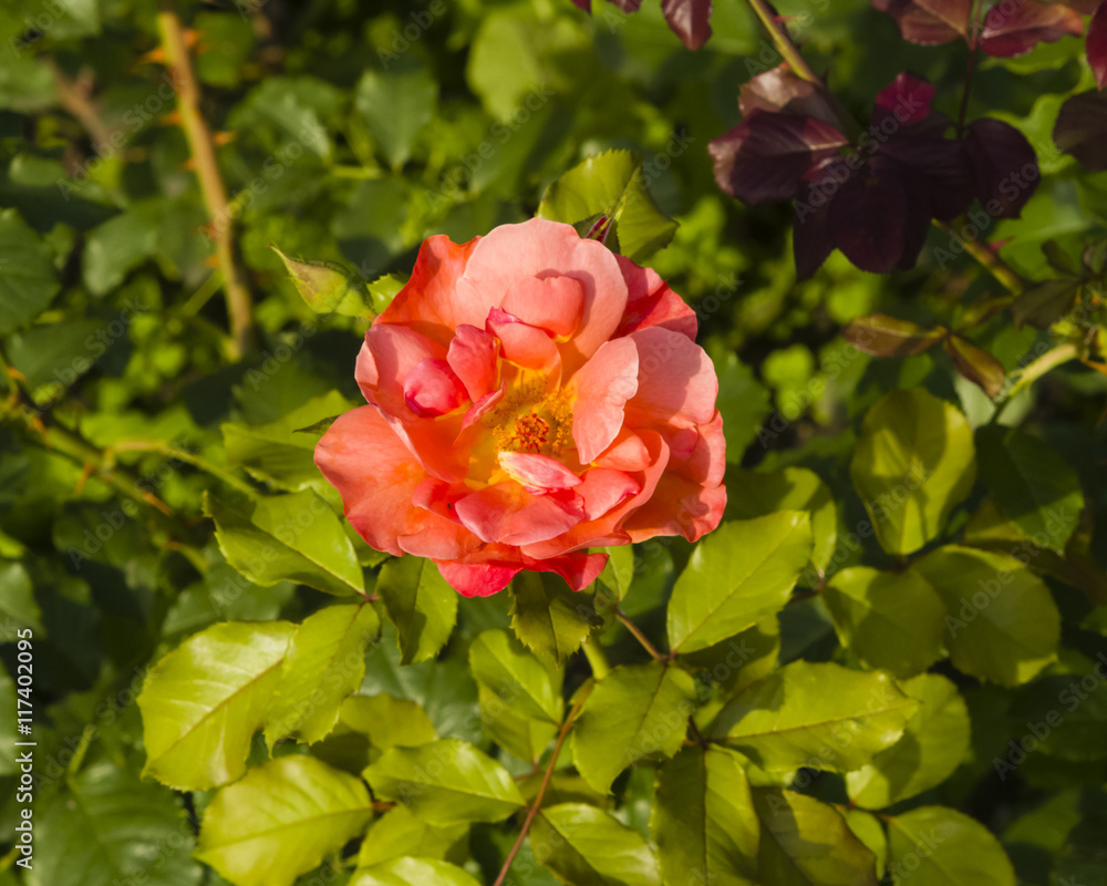 Flower of orange rose in garden on a bush, close-up, selective focus, shallow DOF