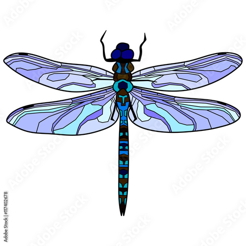 Illustration of dragonfly