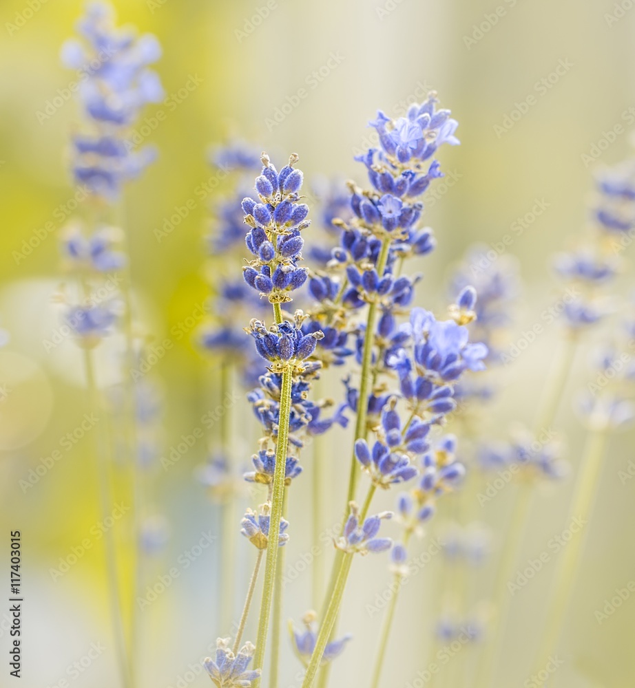 Naklejka premium Lavendel Traum