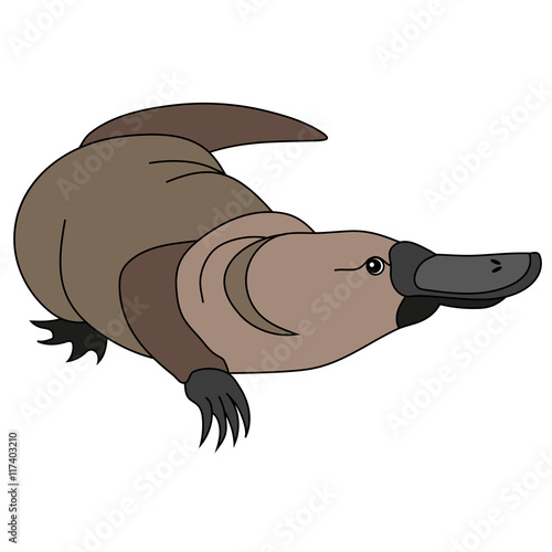 Animals Australia - platypus