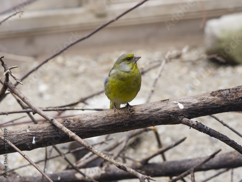 Wallpaper Mural European Greenfinch, Carduelis chloris, close-up portrait on dry branch, selective focus, shallow DOF Torontodigital.ca