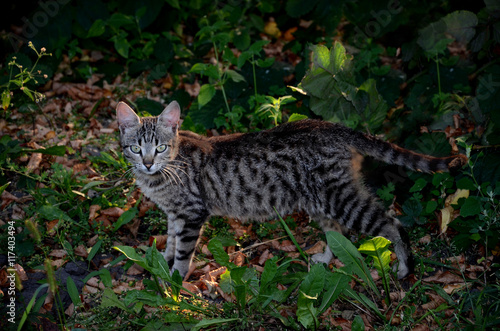 in the summer garden beautiful cat with gray eyes and beautiful color