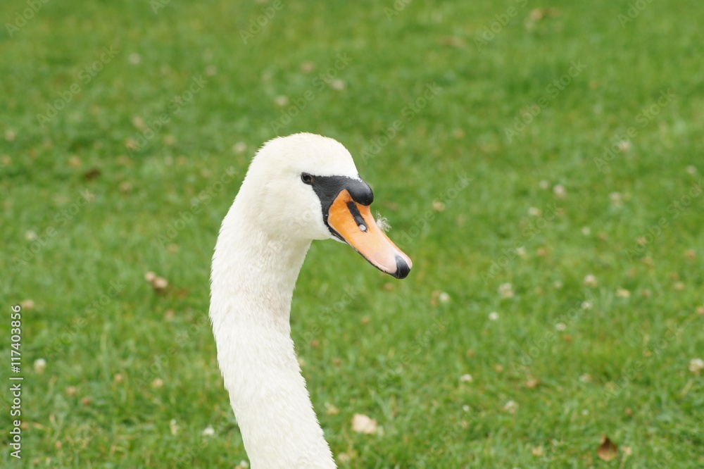 Schwan Schwan