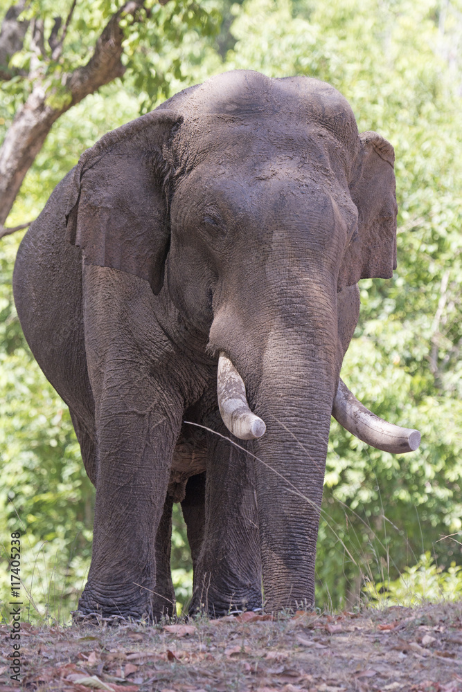 Fototapeta premium Domestic Elephant in the Forest