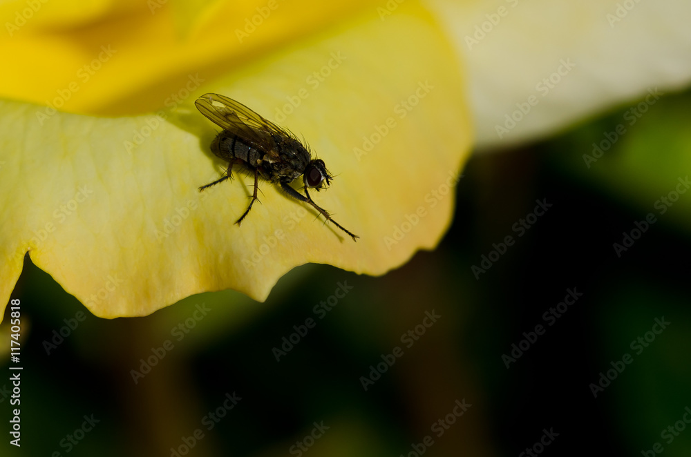 Fototapeta premium Clever Little Fly Resting on the Edge of the Delicate Yellow Rose