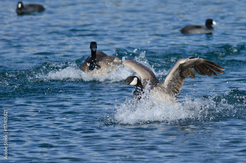 Canada Goose Landing in the Blue Water