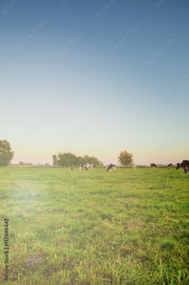Grazing cows on green meadow