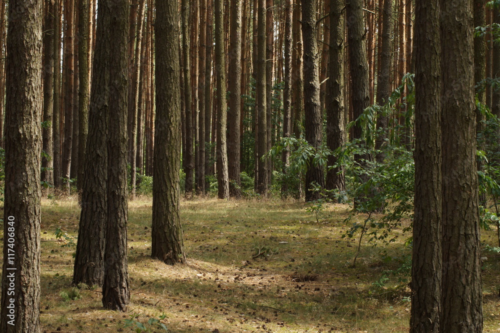 Kiefernwald Kiefernwald