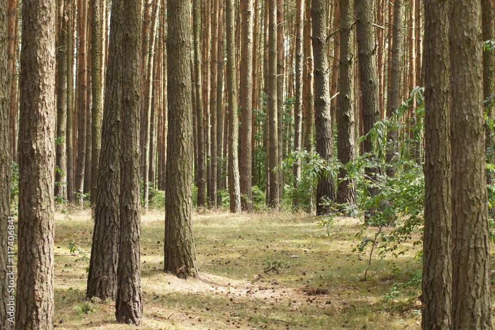 Naklejka premium Kiefernwald