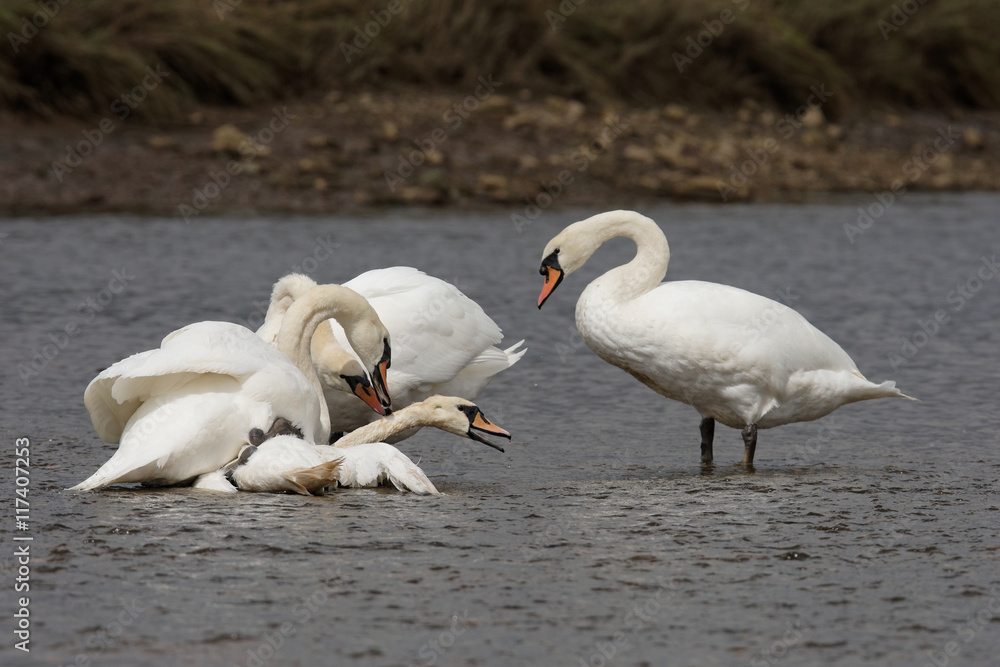 Obraz premium Mute Swan - Old birds torturing a young bird.