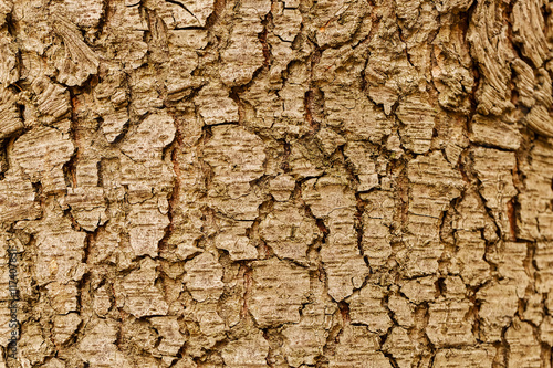 Highly detailed tree bark texture