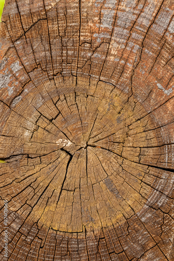 Fototapeta premium Cross section of the wood