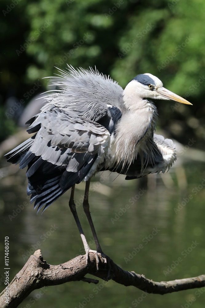 Fototapeta premium Blue Heron
